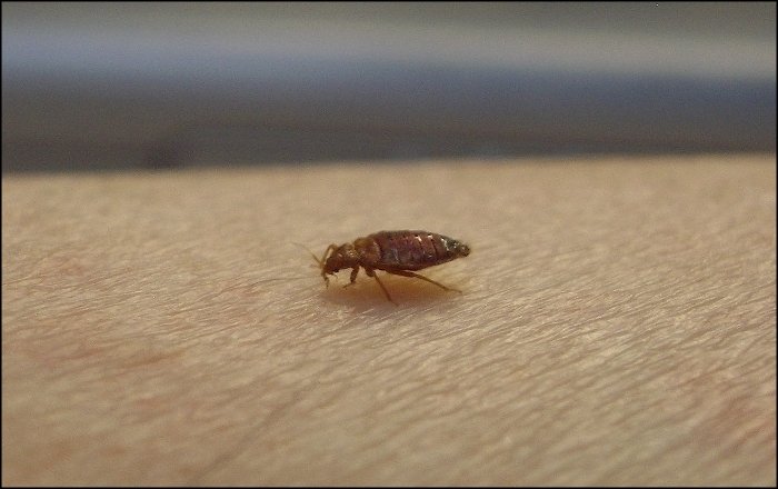 bed bug on arm side view