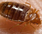 bed bug small
