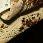 box spring with bed bug stains